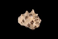 藏品(黃齒岩螺)的圖片